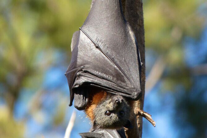 Flying Fox Experience, Thousands of Australia's Largest Bat - A Relaxed 2.5-Hour Wildlife Schedule (No Rush Energy)