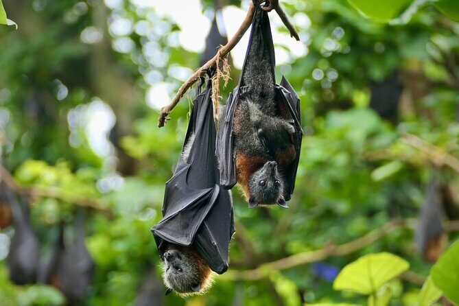 Flying Fox Experience, Thousands of Australia's Largest Bat - Price and Value: Is $57.38 a Fair Deal?