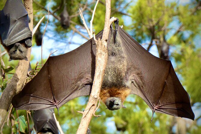 Flying Fox Experience, Thousands of Australia's Largest Bat - Where This Experience Fits Best in Your Sydney Plan