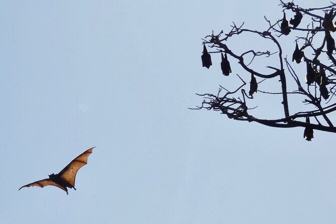 Flying Fox Experience, Thousands of Australia's Largest Bat - Who Should Book (and Who Might Not Love It)