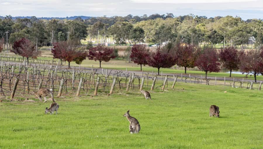 From Sydney: All Inclusive Boutique Hunter Valley Wine Tour - Key highlights I’d circle
