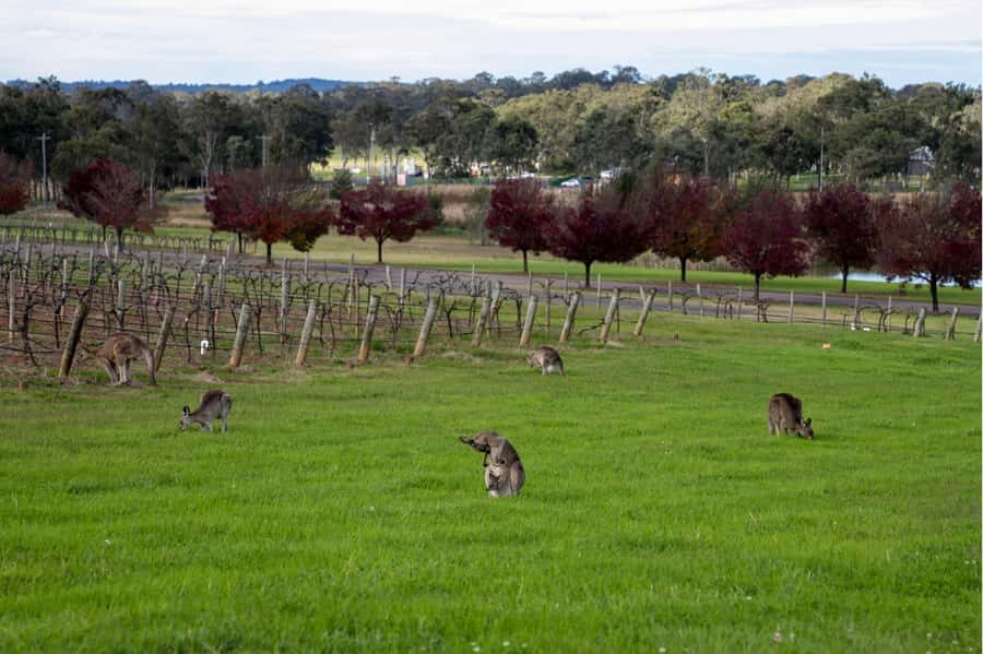 From Sydney: Award-Winning Hunter Valley Wine & Cheese Tour - Who this tour suits best (and who might want something else)