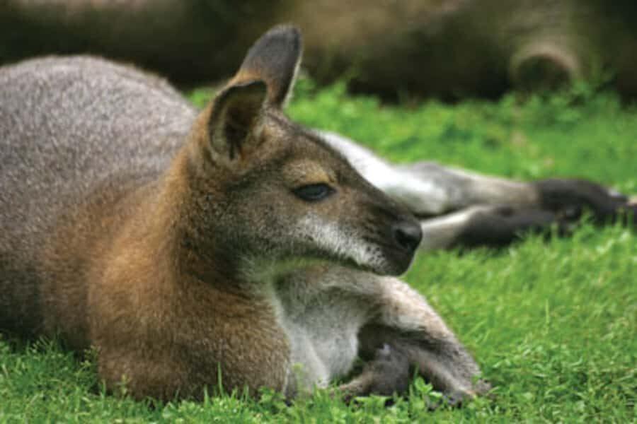 From Sydney: Blue Mountains Bushwalks & Featherdale Tour - Comfort and group size: the small-group difference feels practical