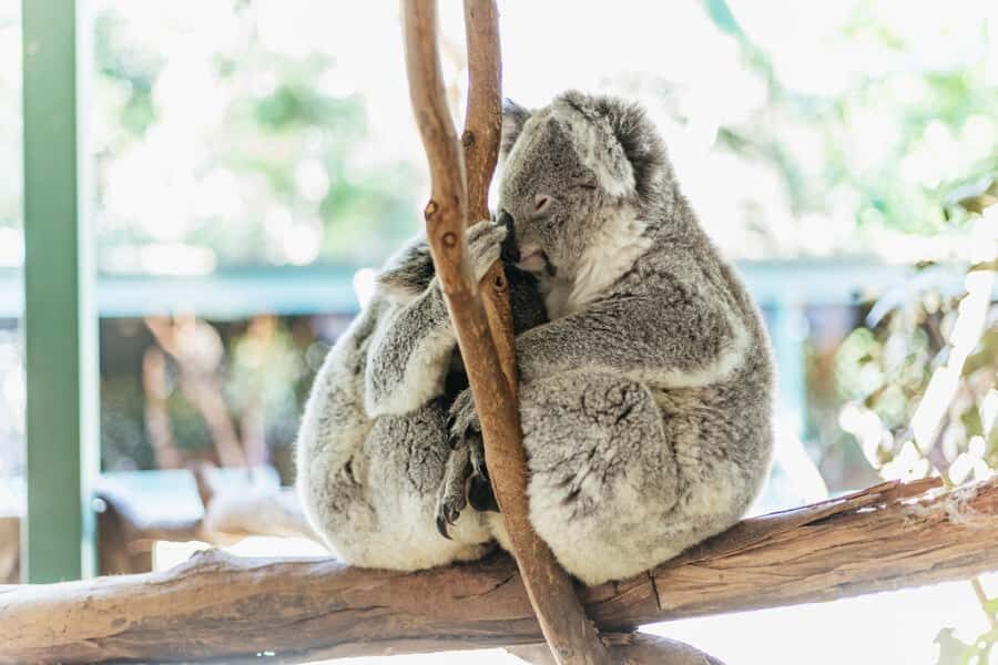 From Sydney: Blue Mountains Full-Day Trip - Echo Point and the Three Sisters: your big payoff view