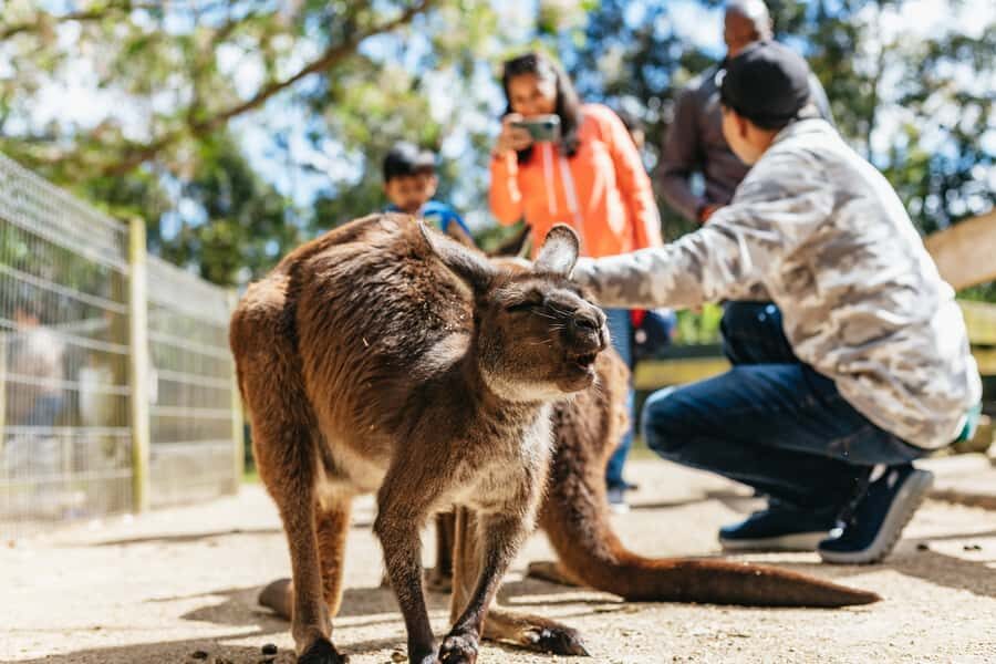 From Sydney: Blue Mountains Full-Day Trip - Who this Blue Mountains day trip suits best