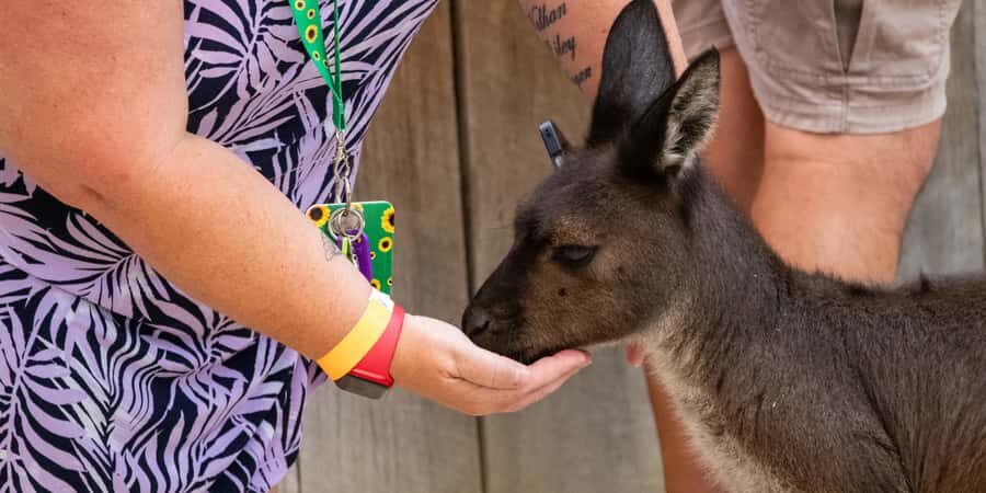 From Sydney: Blue Mountains, Scenic Railway, & Sydney Zoo - Who should book this Blue Mountains + Zoo day trip