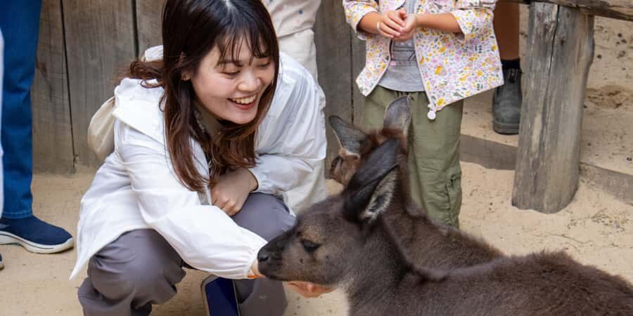 From Sydney: Blue Mountains, Scenic Railway, & Sydney Zoo - Price and value: $117 buys fewer headaches than you think