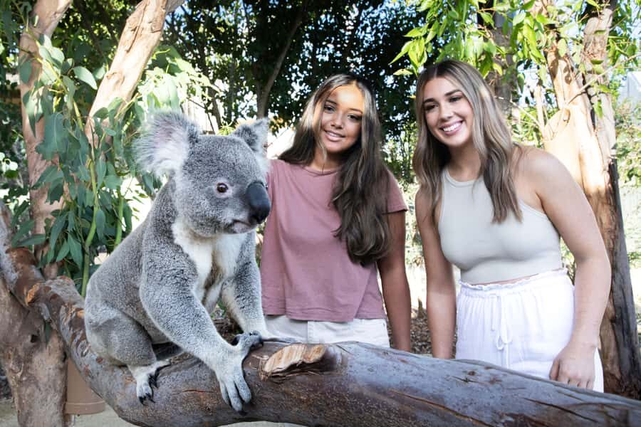 From Sydney: Blue Mountains, Scenic World, Zoo, & Ferry Ride - Katoomba Scenic World rides: Skyway, steep railway, Cableway, and rainforest walk