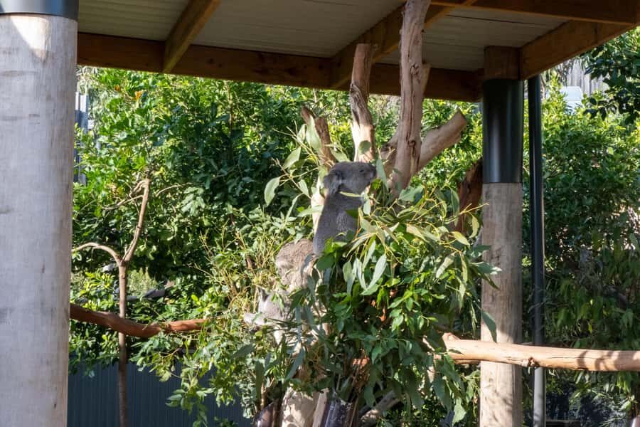 From Sydney: Blue Mountains, Sydney Zoo & Walking Tour - Price and value: what $77 covers, and what you’ll likely pay extra