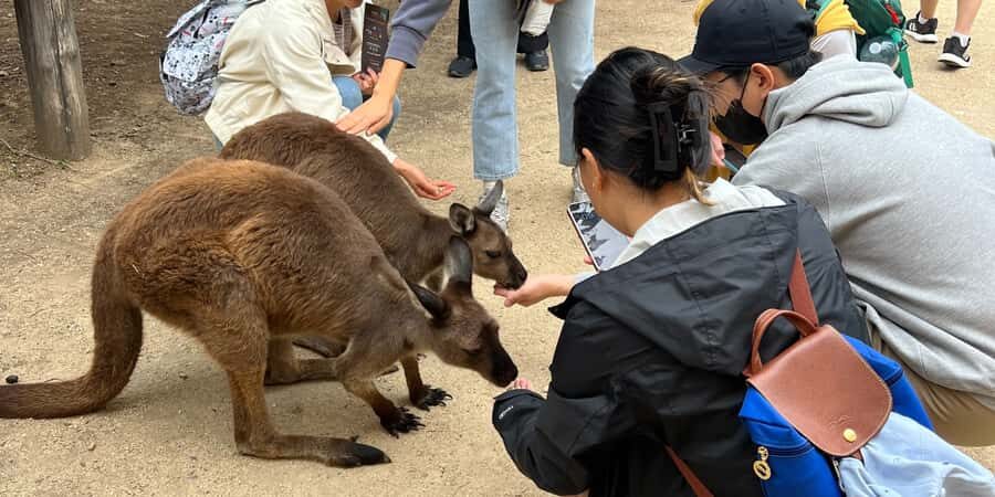 From Sydney: Blue Mountains, Sydney Zoo & Walking Tour - Sydney Zoo first: why starting with animals works so well