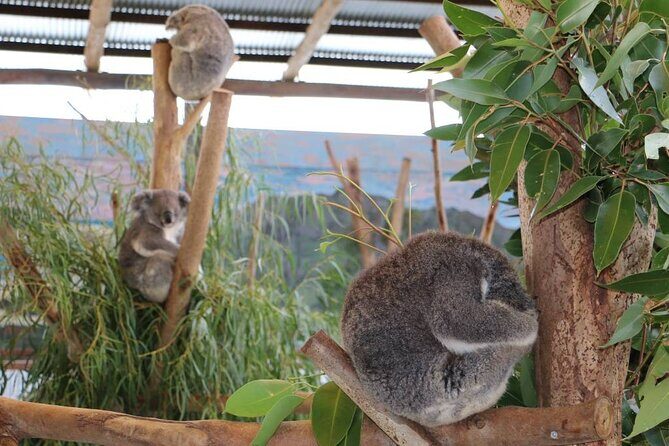 From Sydney: Blue Mountains with Zoo, Koala Photo & Scenic World - Sydney Zoo: native wildlife close-up, and why going early matters