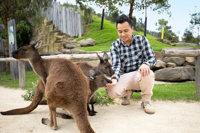 From Sydney: Blue Mountains with Zoo, Koala Photo & Scenic World - The Blue Mountains UNESCO drive and the Gordon Falls stop