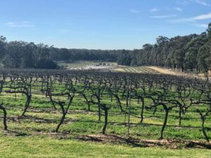 From Sydney: Hunter Valley Wine Tasting & Winery Picnic Tour - Sobels Winery’s production tour: where the tasting starts to make sense