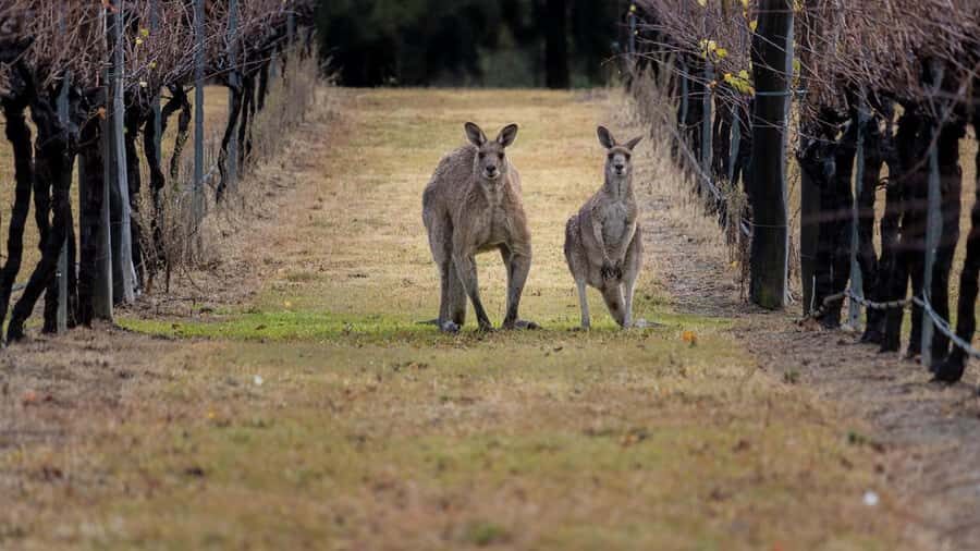 From Sydney: Hunter Valley Wine Tasting & Winery Picnic Tour - Two more wineries in Pokolbin: why the rotation can be a plus (not a drawback)