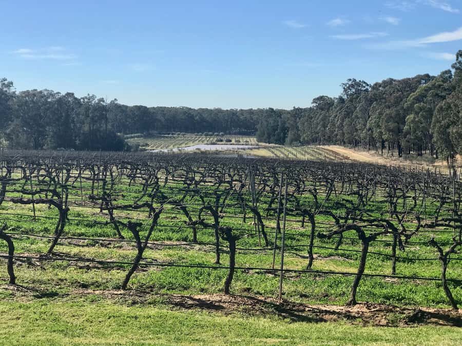 From Sydney: Hunter Valley Wine Tasting & Winery Picnic Tour - Sobels Winery’s production tour: where the tasting starts to make sense
