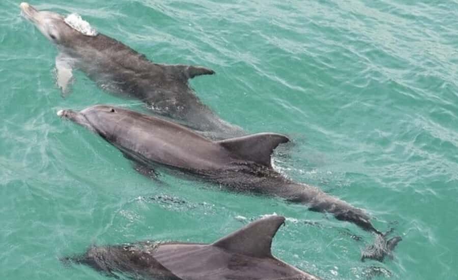 From Sydney: Jervis Bay Day Tour and Dolphin Watching Cruise - From Sydney Central to Jervis Bay: the morning rhythm