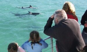 From Sydney: Jervis Bay Day Tour and Dolphin Watching Cruise - On the water: dolphin watching cruise in Jervis Bay