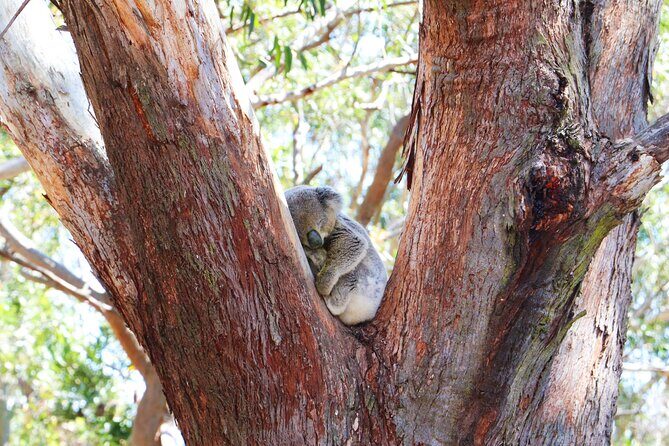 From Sydney: Port Stephens Dolphin, Koalas, Lunch & Sandboarding - Koala Sanctuary Time: Rehabilitation-Focused Visits