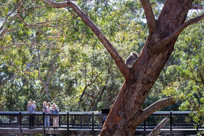 From Sydney: Port Stephens Dolphin, Koalas, Lunch & Sandboarding - Lunch on the Schedule: Aussie-Style Meal and the 1 April Note