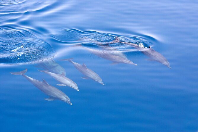 From Sydney: Port Stephens Dolphin, Koalas, Lunch & Sandboarding - How the Day Flows: Timing, Pace, and When You’ll Feel It
