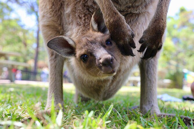 Horse Riding, Koalas & Kangaroos - Wild Australia: Private Tour - A private day that starts with Sydney’s best-known harbour angles