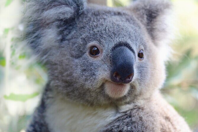 Horse Riding, Koalas & Kangaroos - Wild Australia: Private Tour - Professional photos at the Opera House and where to stand for them