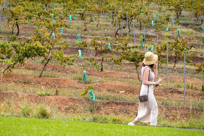 Hunter Valley All Inclusive, Wine, Chocolate Tasting and Lunch - How the Included Wine Tasting Works (and Who It Suits)