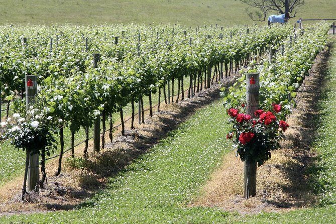 Hunter Valley Private Wine Tasting Tour from Sydney - Winery Stop 1 in Hunter Valley: Learning How to Taste