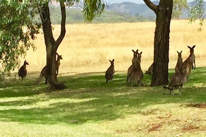 Hunter Valley Wine Tasting Private Tour From Sydney - Price and logistics: is $340.69 per person good value?