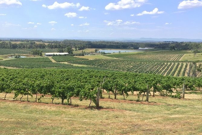 Hunter Valley Wine Tasting Private Tour From Sydney - Who should book this private Hunter Valley tour