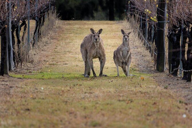 Hunter Valley Wine Tour from Sydney: 3 Wineries & Vineyard Picnic - Booking details that affect your day, in plain language