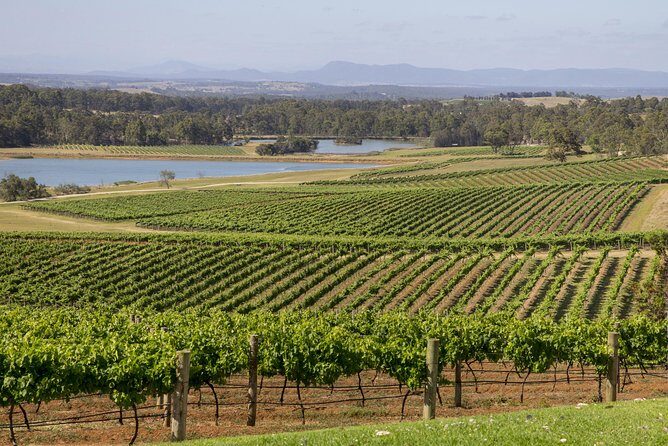 Hunter Valley Wine Tour from Sydney with Lunch and 3 Cellar Door Tastings - Three cellar doors in Pokolbin: tastings, variety, and rotation