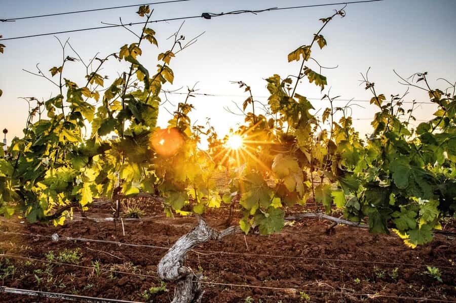 Hunter Valley: Wine Tour with 3 Tastings and Garden Lunch - What the 10-Hour Schedule Really Means for Your Day