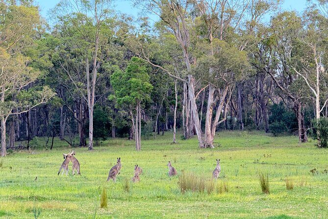 Intimate Blue Mountains Wild Kangaroos & Sunset for Nature Lovers - Getting Around and Fitness: The Steps You Should Expect
