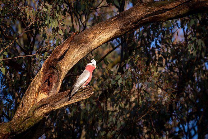 Intimate Blue Mountains Wild Kangaroos & Sunset for Nature Lovers - The Day’s Rhythm: Late Start, Small-Group Pacing, Sunset Timing