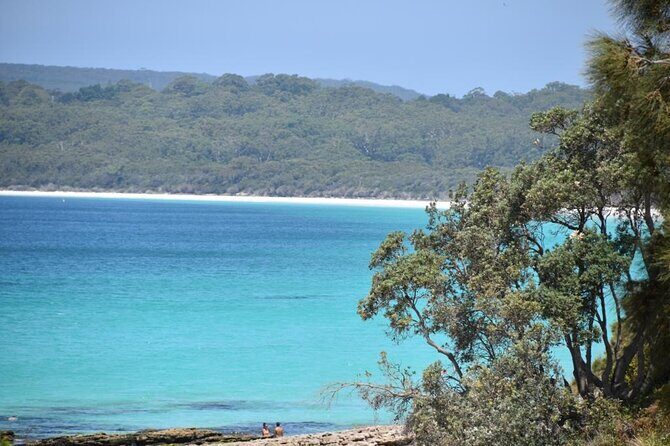 Jervis Bay Tour with Dolphins, Kangaroos & World's Whitest Beach - Booderee National Park and Cave Beach Kangaroos