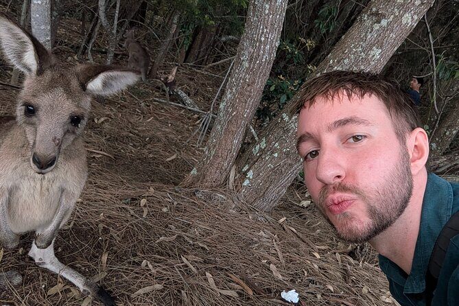 Kangaroo Wildlife Half Day Small Group Tour From Sydney - Lake Macquarie kangaroos: your main event (1.5 hours)