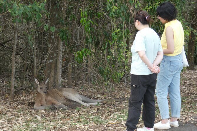 Kangaroo Wildlife Half Day Small Group Tour From Sydney - Photos and clothing tips that actually matter