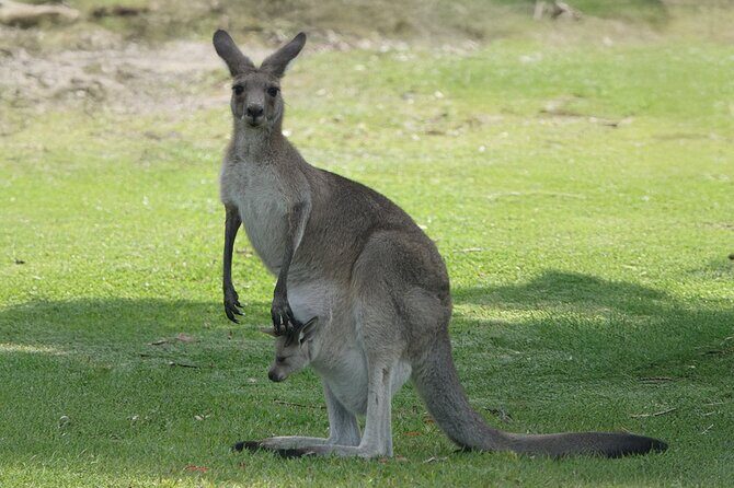Kangaroo Wildlife Half Day Small Group Tour From Sydney - The flow from Central Station works for a 1 pm start
