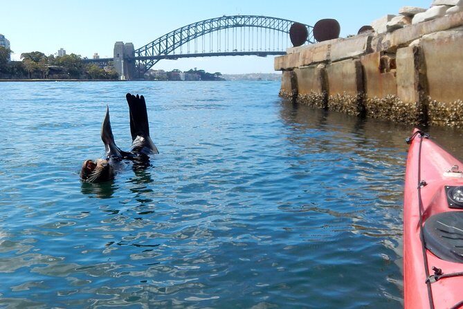 Kayak to Goat Island in Sydney Harbour with Local - Harbour Bridge midwater photos: the shot people remember