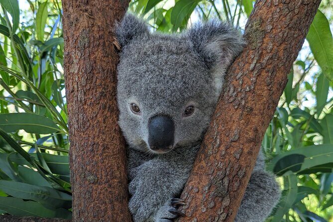 Koala & Kangaroos Experience, Waterfalls and Scenic Train Journey - Price and value: what $405.24 buys you (and what it doesn’t)