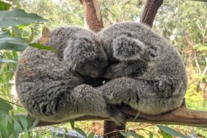 Koala & Kangaroos Experience, Waterfalls and Scenic Train Journey - The morning drive: Harbour Bridge, the Moonee Moonee Bridge, and the Hawkesbury River