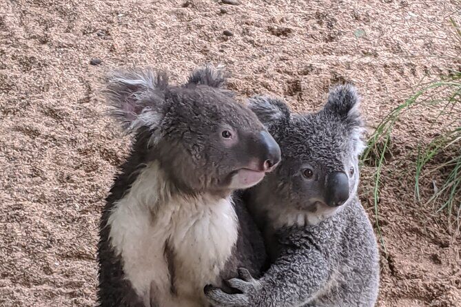 Koala & Kangaroos Experience, Waterfalls and Scenic Train Journey - Bouddi National Park detour and the remote beach feeling