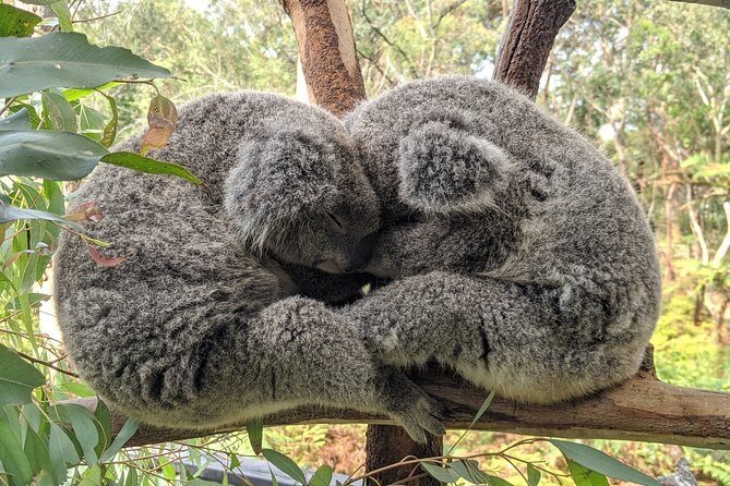 Koala & Kangaroos Experience, Waterfalls and Scenic Train Journey - The morning drive: Harbour Bridge, the Moonee Moonee Bridge, and the Hawkesbury River