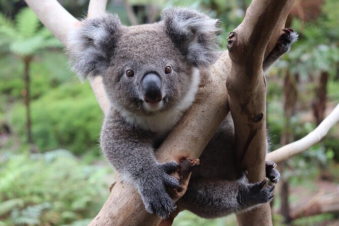 Luxury Hunter Valley Wildlife & Wine Tasting Tour from Sydney - Fat Cow Hunter Valley: cheese, olive oil, and chocolate as a breather