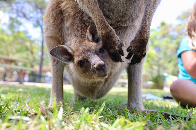 Luxury Hunter Valley Wildlife & Wine Tasting Tour from Sydney - Price and value: what the A$89.66 really covers