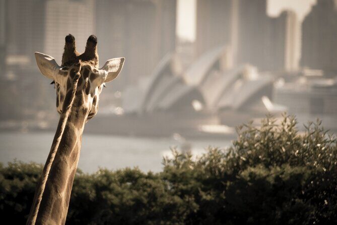 Luxury Sydney Tour - Price and value: what $387.90 per group gets you (and why it can work)