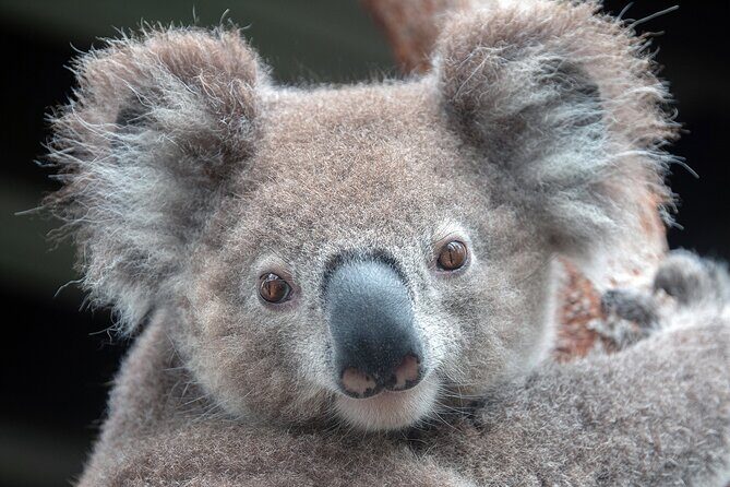Nature and Wildlife: Australia in One Day - Private Tour - Key Things That Make This Private Sydney Day Work