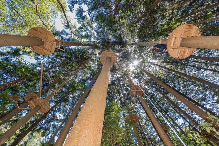 Pennant Hills: Tree Ropes Course Session - Key Highlights to Know Before You Go