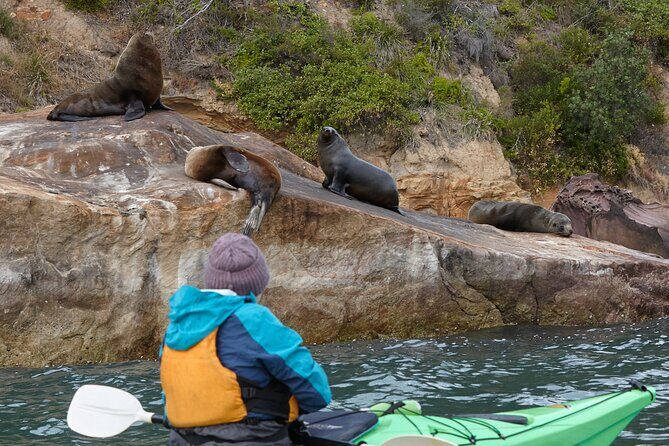 Pittwater Discovery Kayaking Tour - Who this tour suits (and who should choose a different day)